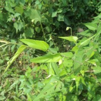 Wissadula periplocifolia (L.) Thwaites